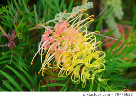 Grevillea safflower hagoromo tree Grevillea safflower hagoromo tree 79776628