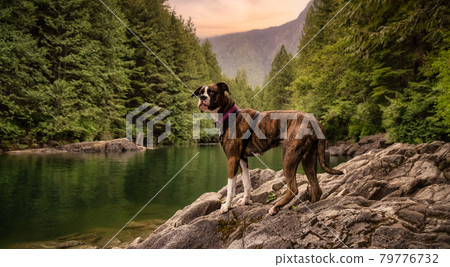 Playful and Funny Boxer Dog standing by the river 79776732