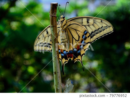 Papilio machaon 的出現結束了,是時候在天空中跳舞了。 Papilio machaon 的出現結束了,是時候在天空中跳舞了。 79776952