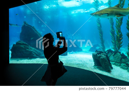 the aquarium in Lisbon the aquarium in Lisbon 79777044