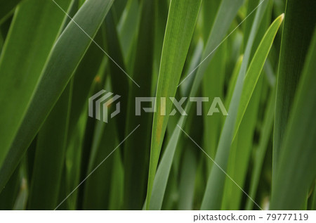 Long Green leaves seasonal background. Perfect color. Long Green leaves seasonal background. Perfect color. 79777119