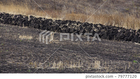 Plowing black soil in autumn field with boulders of land Plowing black soil in autumn field with boulders of land 79777120