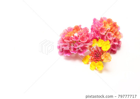 Lantana flower neck on white background Lantana flower neck on white background 79777717