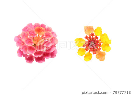 在白色背景上的馬纓丹花頸 在白色背景上的馬纓丹花頸 79777718