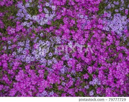 A close-up view from above of a floral carpet of pink and purple flowers. Many small beautiful flowers with different shapes of petals. Natural floral spring background (center focus) A close-up view from above of a floral carpet of pink and purple flowers. Many small beautiful flowers with different shapes of petals. Natural floral spring background (center focus) 79777729