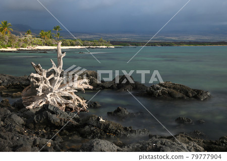 夏威夷威可洛亞海灘上倒下的樹木和大海 夏威夷威可洛亞海灘上倒下的樹木和大海 79777904