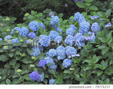  hydrangea 79778157