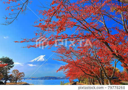 [Yamanashi Prefecture] Autumn leaves of Lake Kawaguchi and Mt. Fuji 79778268