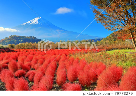 [山梨縣]秋葉Kokia和富士山（Kawaguchiko Oishi Park） 79778279