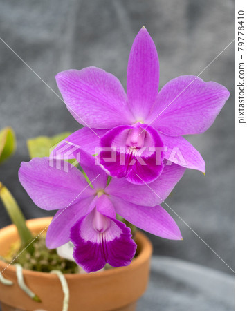 Western orchid dendrobium 79778410
