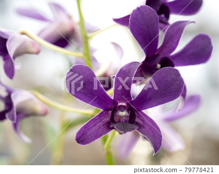 Dendrobium 79778421