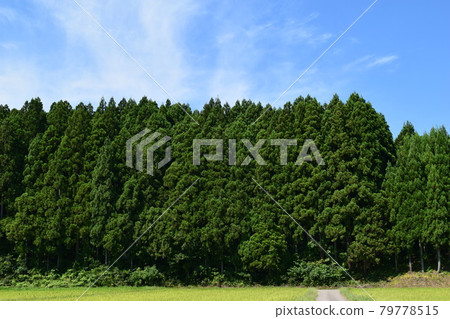 山形縣杉林山林 79778515