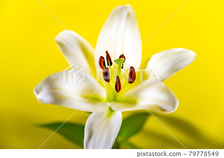 Lily Queen Casablanca Yellow Back 79778549