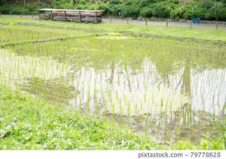 水稻種植後的稻田 79778628