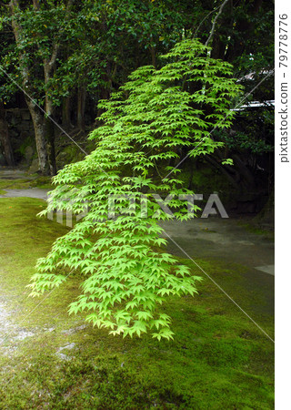 京都左京區Shishigadani本院院內的綠葉 79778776