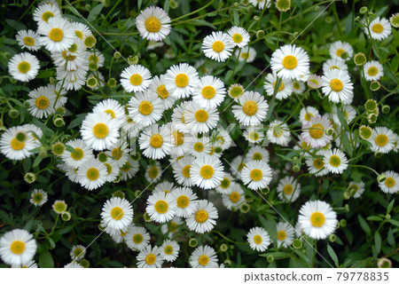 Kogiku flower pattern Kogiku flower pattern 79778835