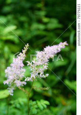 1959 False goat's beetle 1959 False goat's beetle 79779221