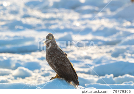 Shiretoko winter Shiretoko winter 79779306