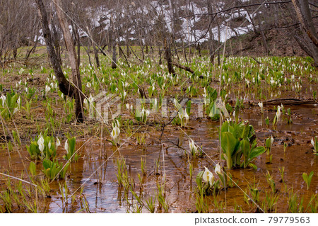 Red clay and skunk cabbage 79779563