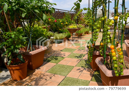 屋頂陽台上的園藝和廚房花園 綠意盎然的居家時光 屋頂陽台上的園藝和廚房花園 綠意盎然的居家時光 79779699