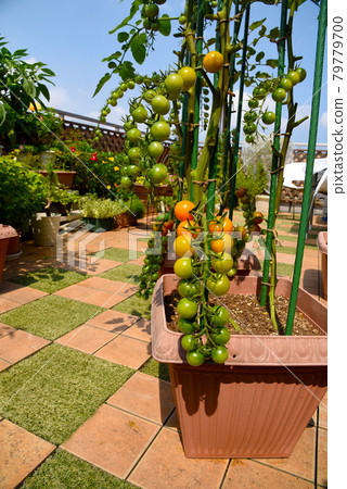 A kitchen garden with a bushy mini tomato planter A kitchen garden with a bushy mini tomato planter 79779700