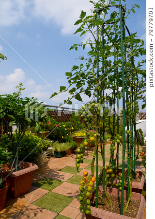 屋頂陽台綠意盎然 鮮花和蔬菜 園藝和菜園 在家製作蔬菜 屋頂陽台綠意盎然 鮮花和蔬菜 園藝和菜園 在家製作蔬菜 79779701