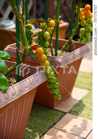 Planter cultivation: Bright gradation mini tomatoes 79779707