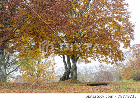 Myoko Kogen, autumn leaves of Kasumigamine Myoko Kogen, autumn leaves of Kasumigamine 79779735