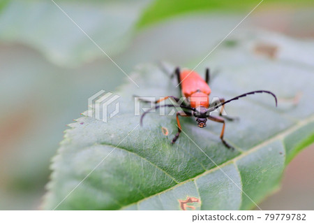 長角甲蟲(埼玉縣/七月) 長角甲蟲(埼玉縣/七月) 79779782