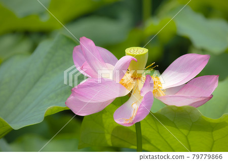 A lotus flower that blooms in a pure heart A lotus flower that blooms in a pure heart 79779866