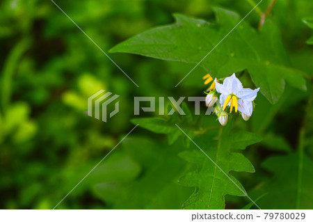 Macro-photographed horsenettle flowers Macro-photographed horsenettle flowers 79780029