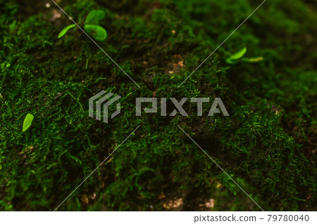 Macro shot moss Macro shot moss 79780040