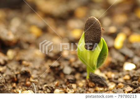 剛發芽後有種子的絲瓜 剛發芽後有種子的絲瓜 79780213