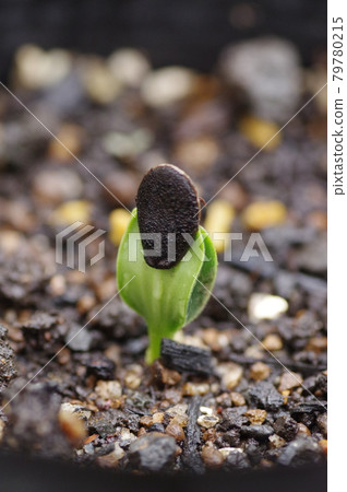 剛發芽後有種子的絲瓜 剛發芽後有種子的絲瓜 79780215