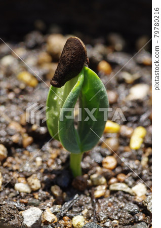 剛發芽後有種子的絲瓜 剛發芽後有種子的絲瓜 79780216