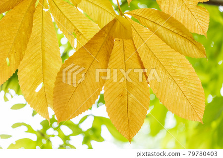 Yellow leaves that are transparent to light Yellow leaves that are transparent to light 79780403