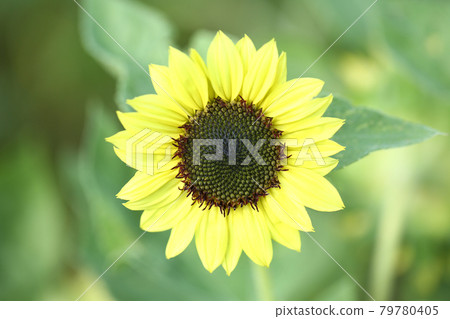 Valentine Sunflower 79780405