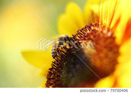 A bee A bee 79780406