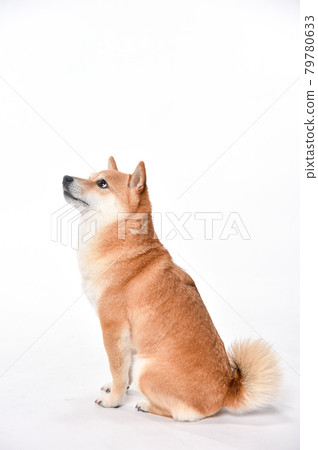 Mameshiba's simple studio portrait 79780633