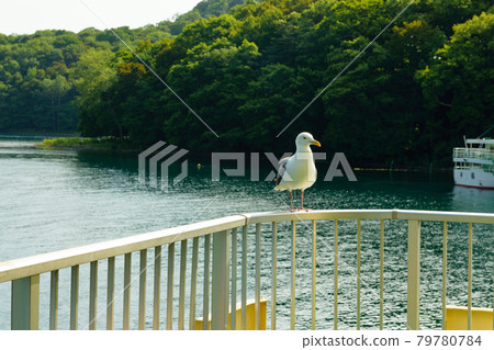 Seagull Seagull 79780784