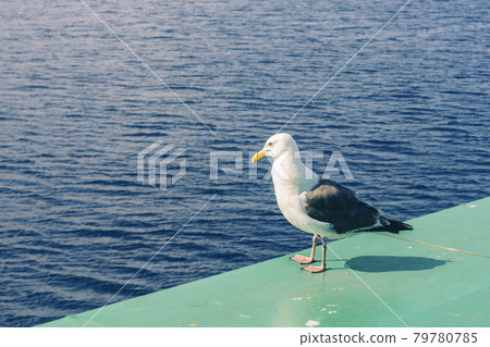 Seagull Seagull 79780785