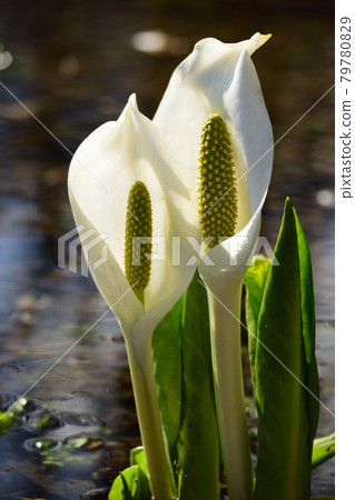 Bloom 79780829