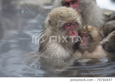 japanese monkey, japanese macaque, monkey 79780847