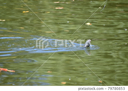Herahuna fishing 79780853
