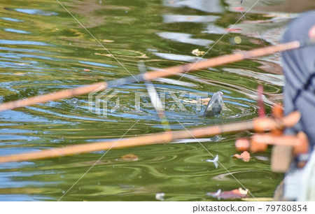 Herahuna fishing 79780854