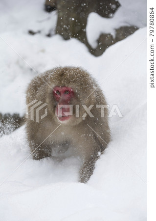 japanese monkey, japanese macaque, monkey 79780864