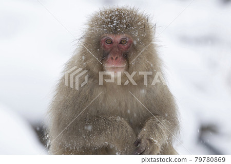 japanese monkey, japanese macaque, monkey 79780869