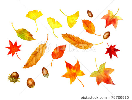 Fallen leaves and acorns drawn in watercolor (raster) 79780910
