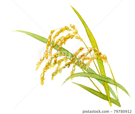 Rice ears colored yellow Rice ears colored yellow 79780912