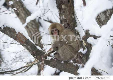 japanese monkey, japanese macaque, monkey 79780980